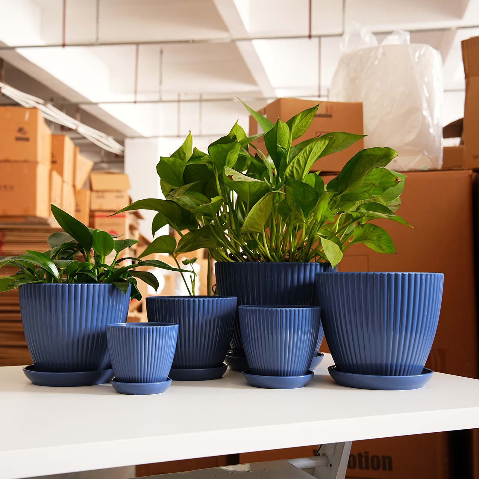 Vertical Striped Thickened Pla - огляд і ціна Pilea Peperomioides