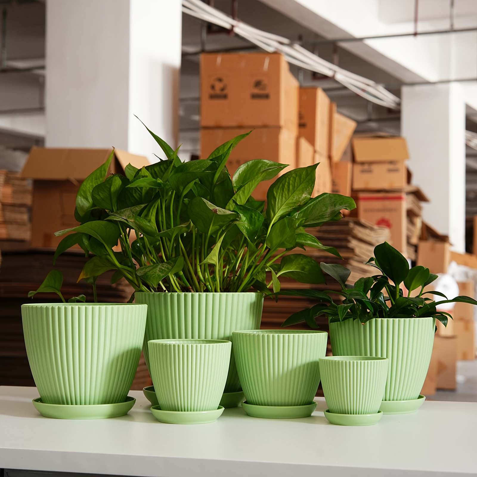 Vertical Striped Thickened Pla - огляд і ціна Pilea Peperomioides
