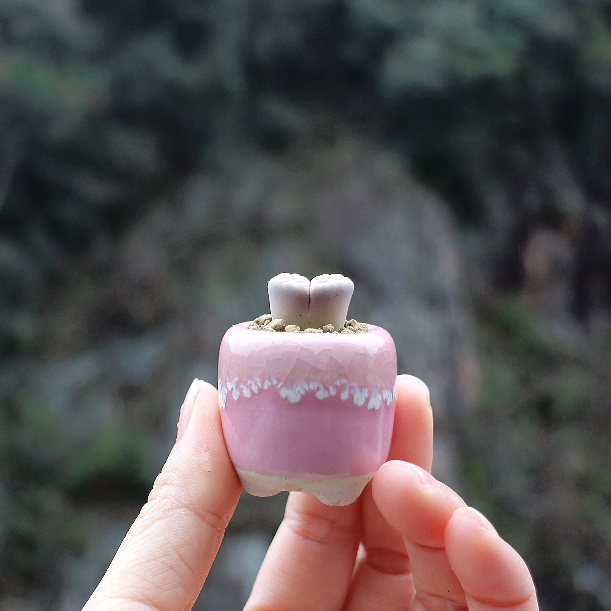 10Pcs Mini Ceramics Fowerpot M - огляд і ціна Echeveria Succulent