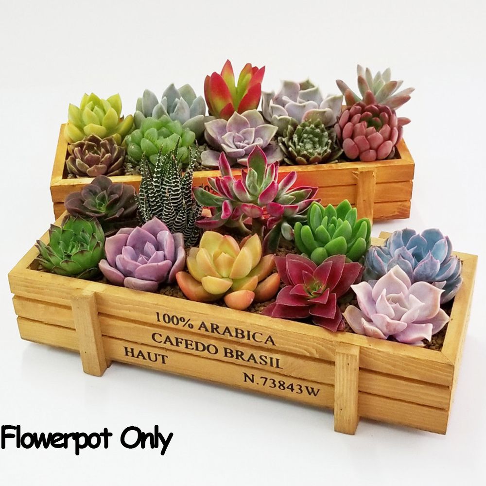 1 PC Tools Garden Decor Trough - огляд і ціна Pilea Peperomioides