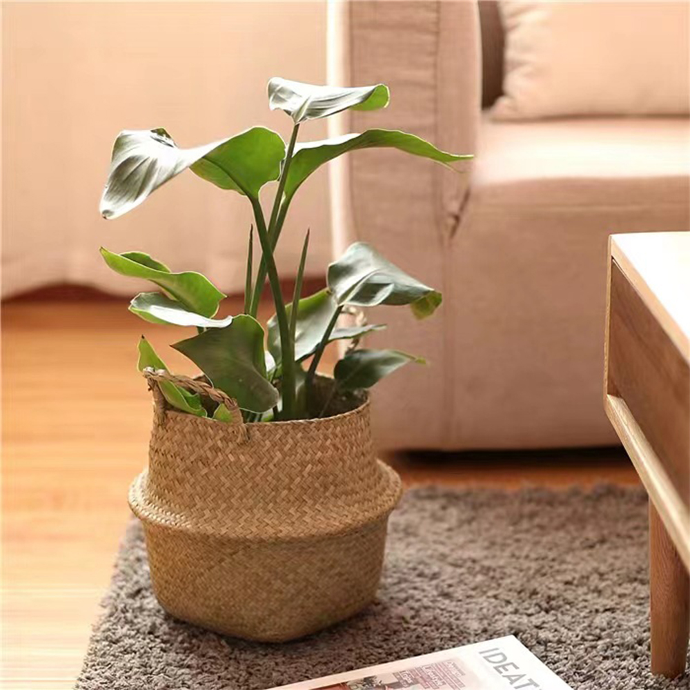 Plant Basket with Handles Wick - огляд і ціна Aloe Vera Pot