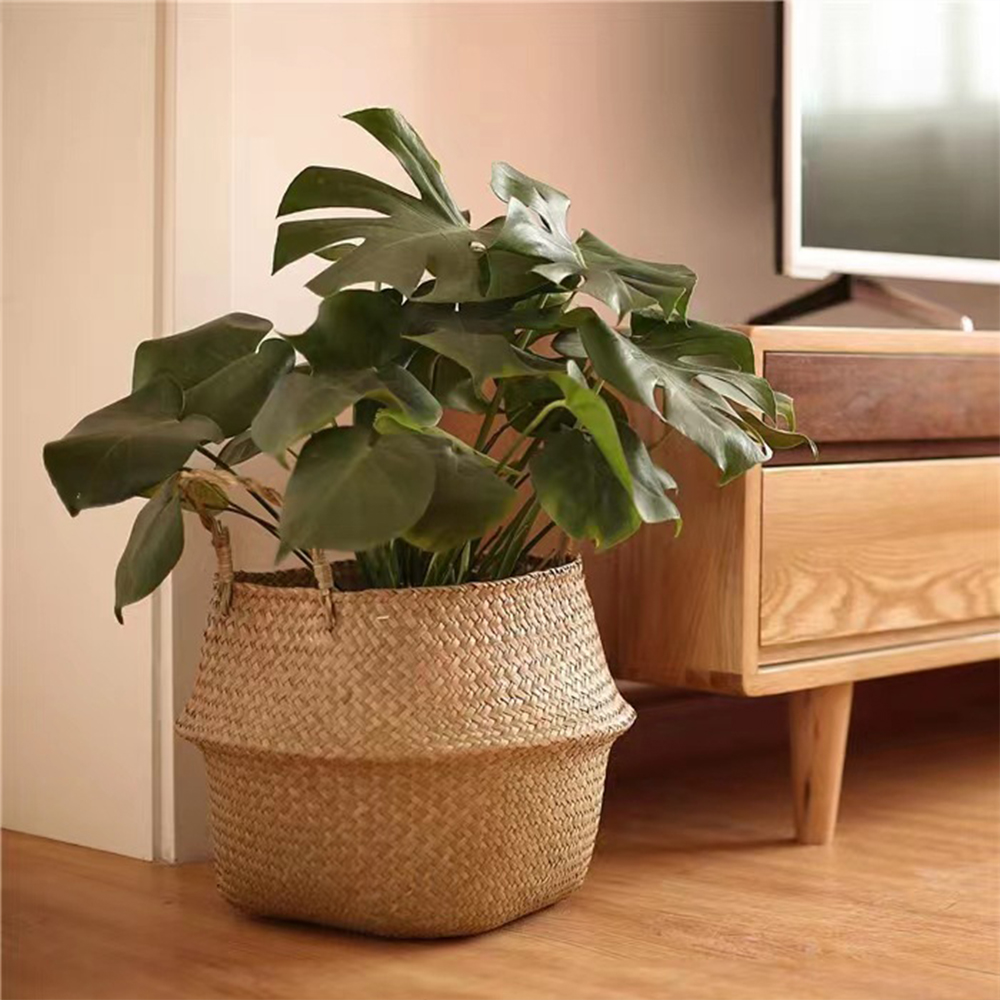 Plant Basket with Handles Wick - огляд і ціна Aloe Vera Pot