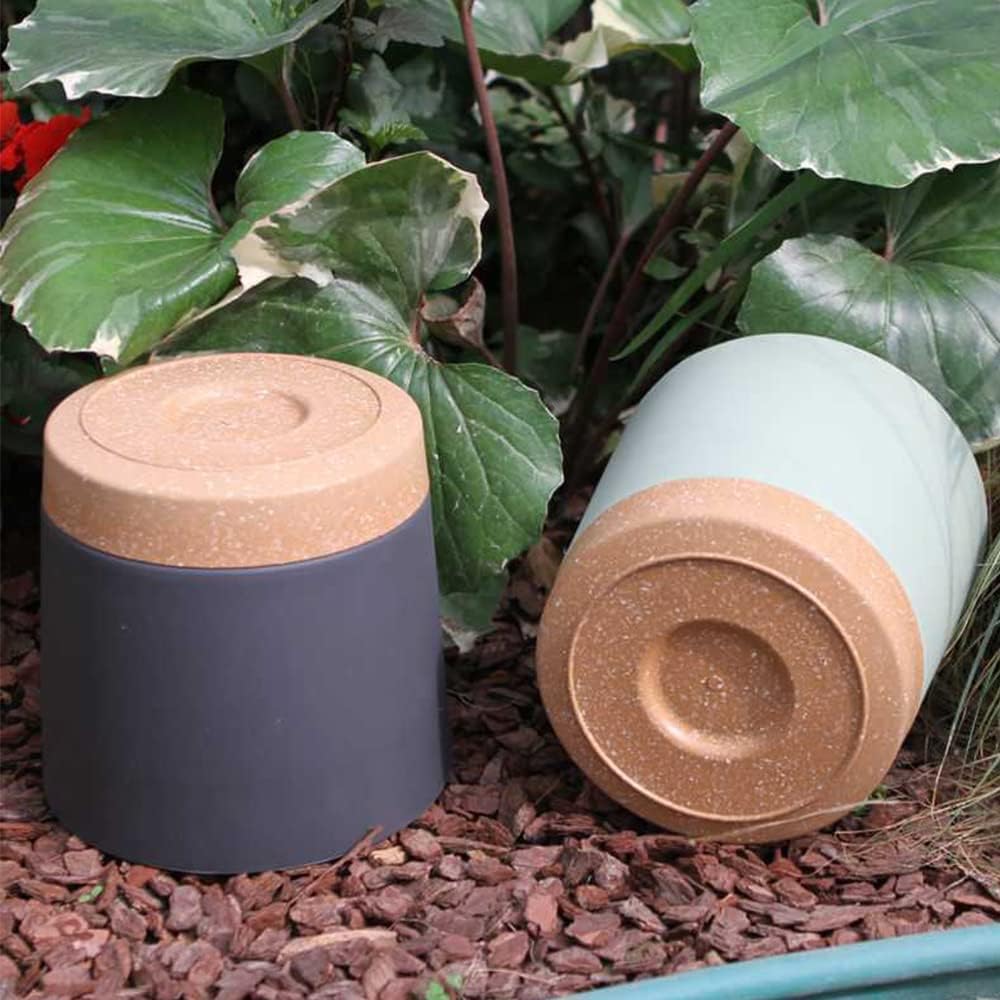 Plant POTS, lightweight large  - огляд і ціна Pilea Peperomioides
