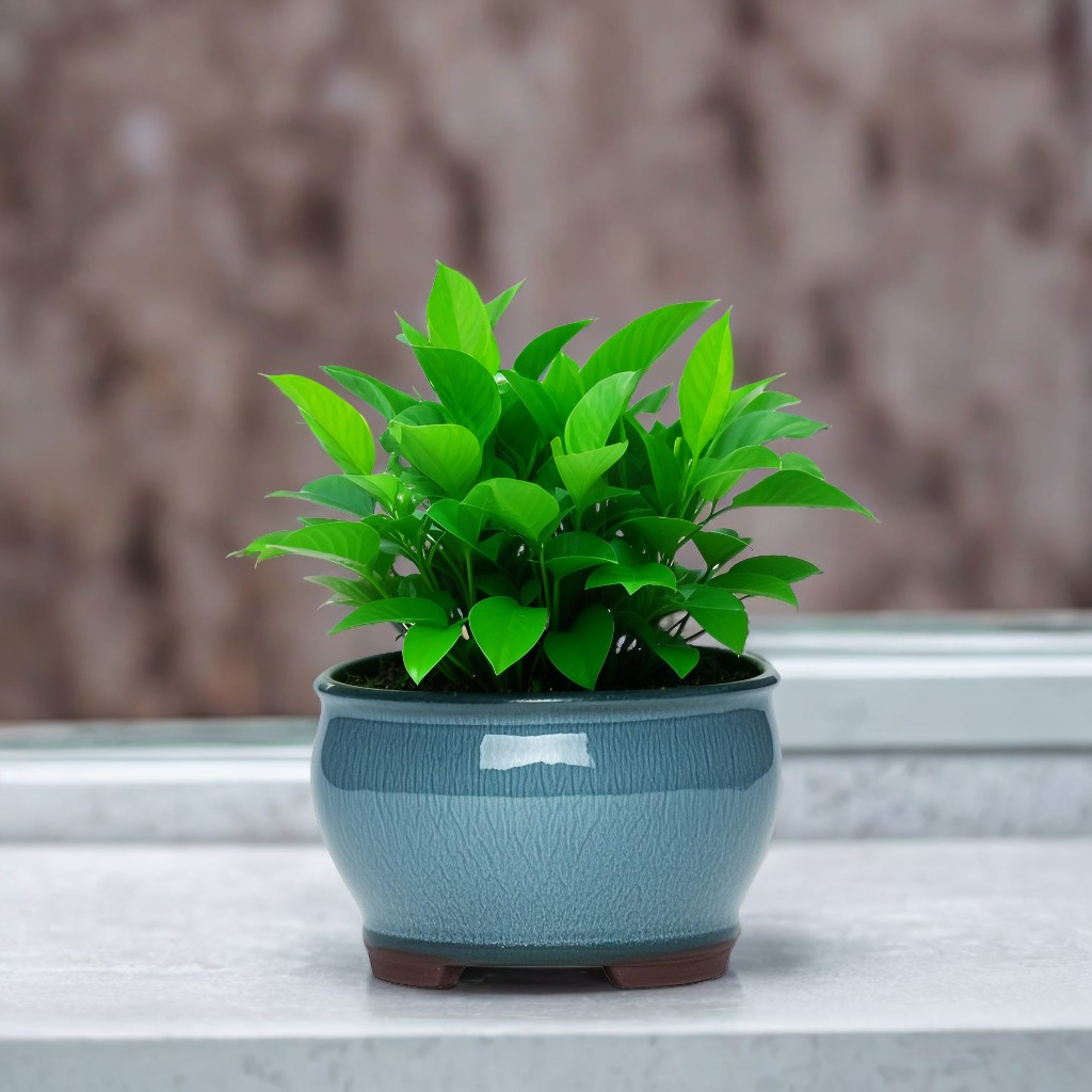 Ceramic Garden Planter Pots Ce - огляд і ціна Pilea Peperomioides