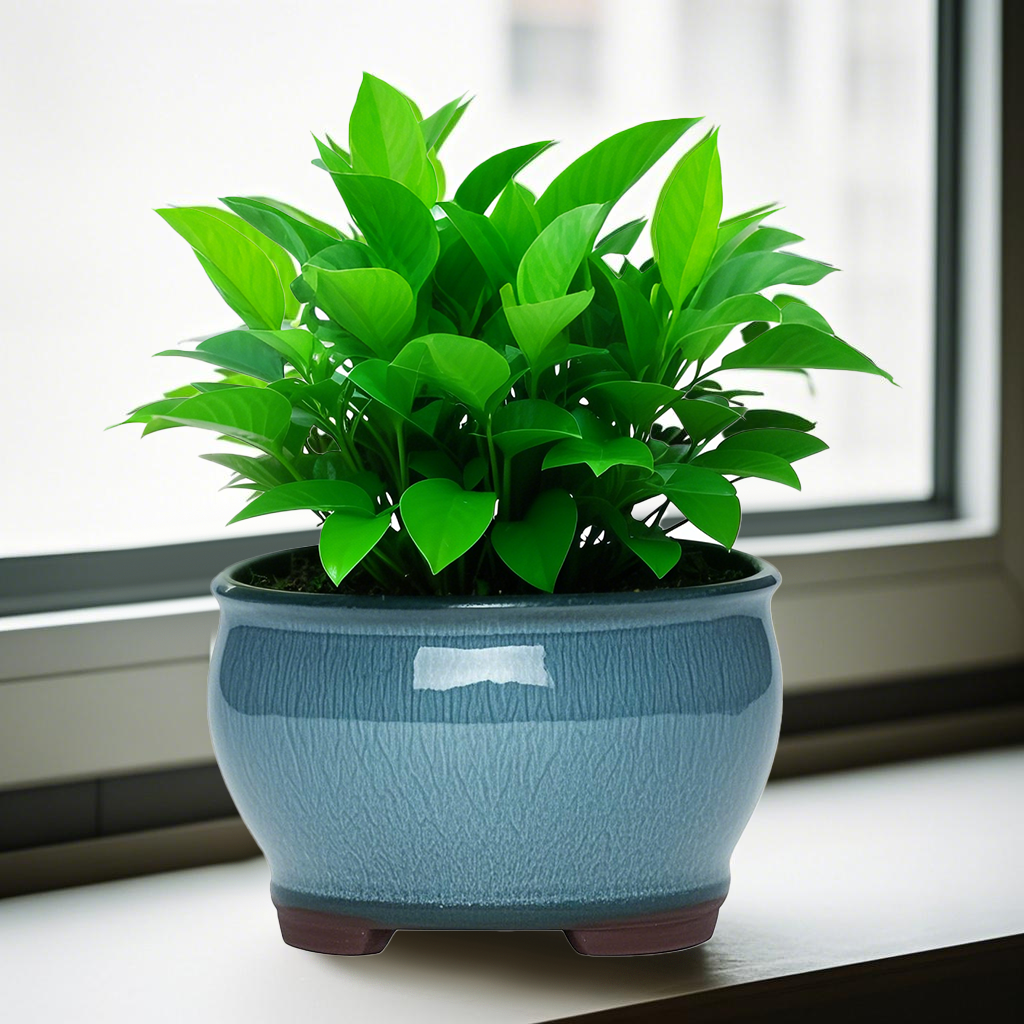 Ceramic Garden Planter Pots Ce - огляд і ціна Pilea Peperomioides