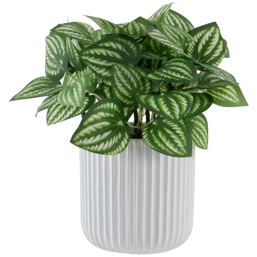 Artificial Watermelon Peperomi - огляд і ціна Peperomia Watermelon